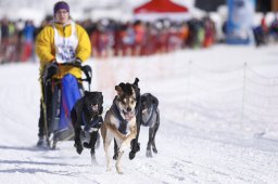 Lenk 2013